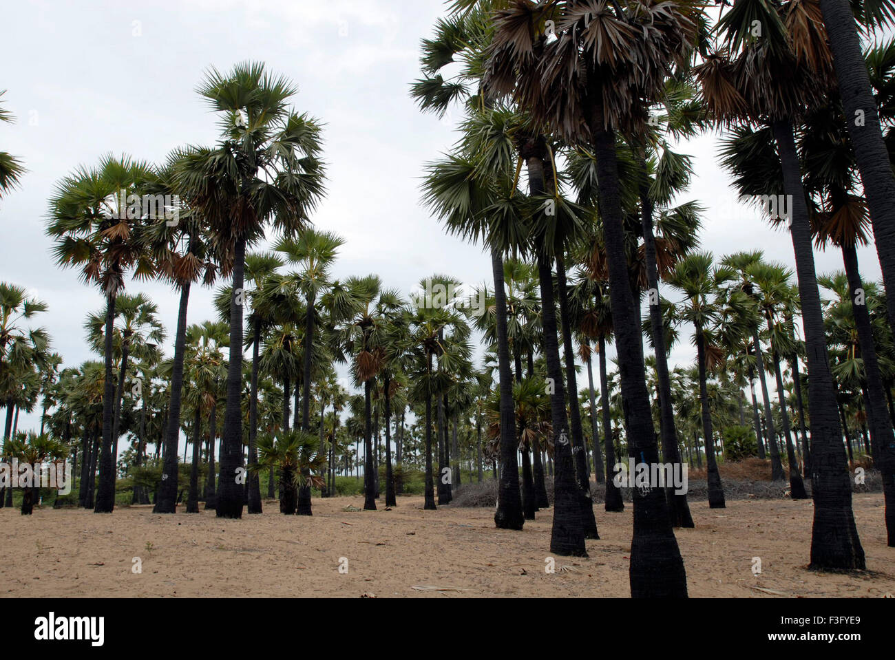 Palmenhain; Tiruchendur; Thoothukudi; Tamil Nadu; Indien; Asien Stockfoto