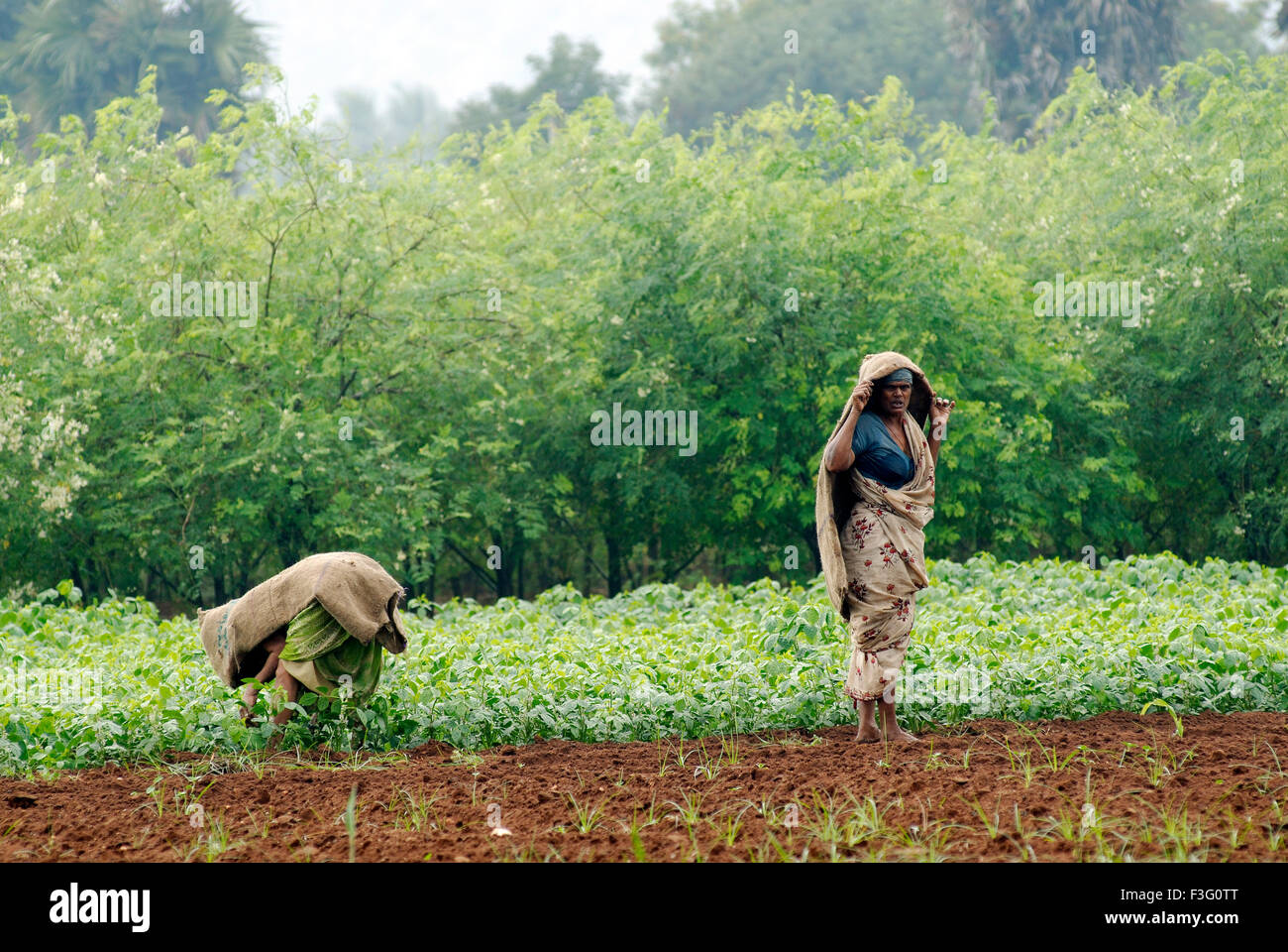 Landarbeiter an einem regnerischen Monsun-Tag; Tamil Nadu; Indien Stockfoto