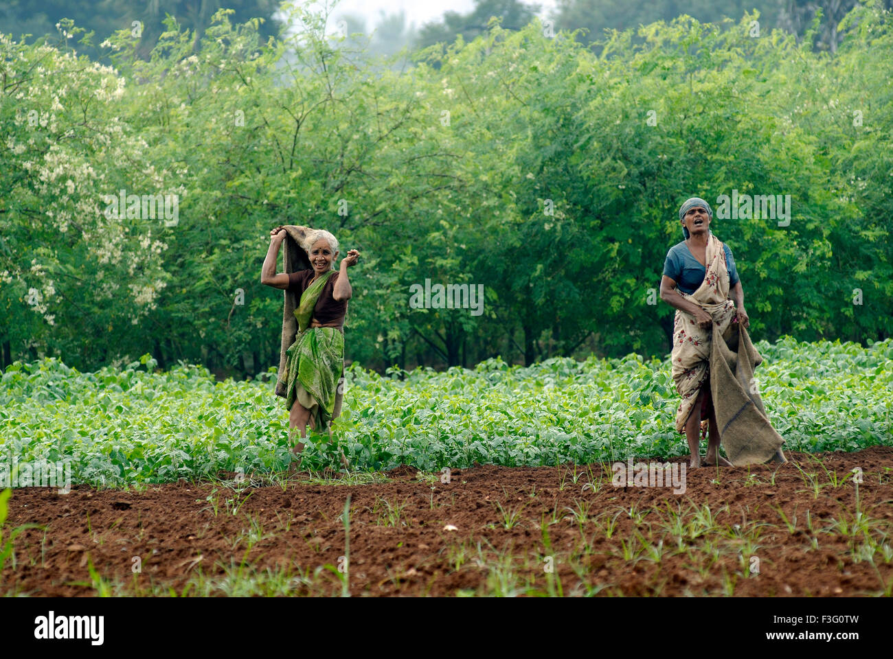 Landarbeiter an einem regnerischen Monsun-Tag; Tamil Nadu; Indien Stockfoto