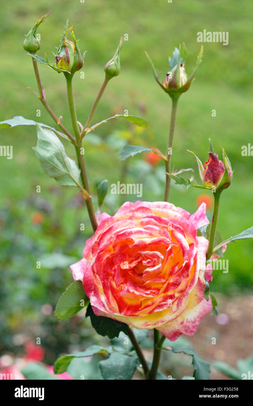 Die Hundertjahrfeier stieg Garten oder Vijayanagaram rose Garten; Ooty; Tamil Nadu; Indien Stockfoto