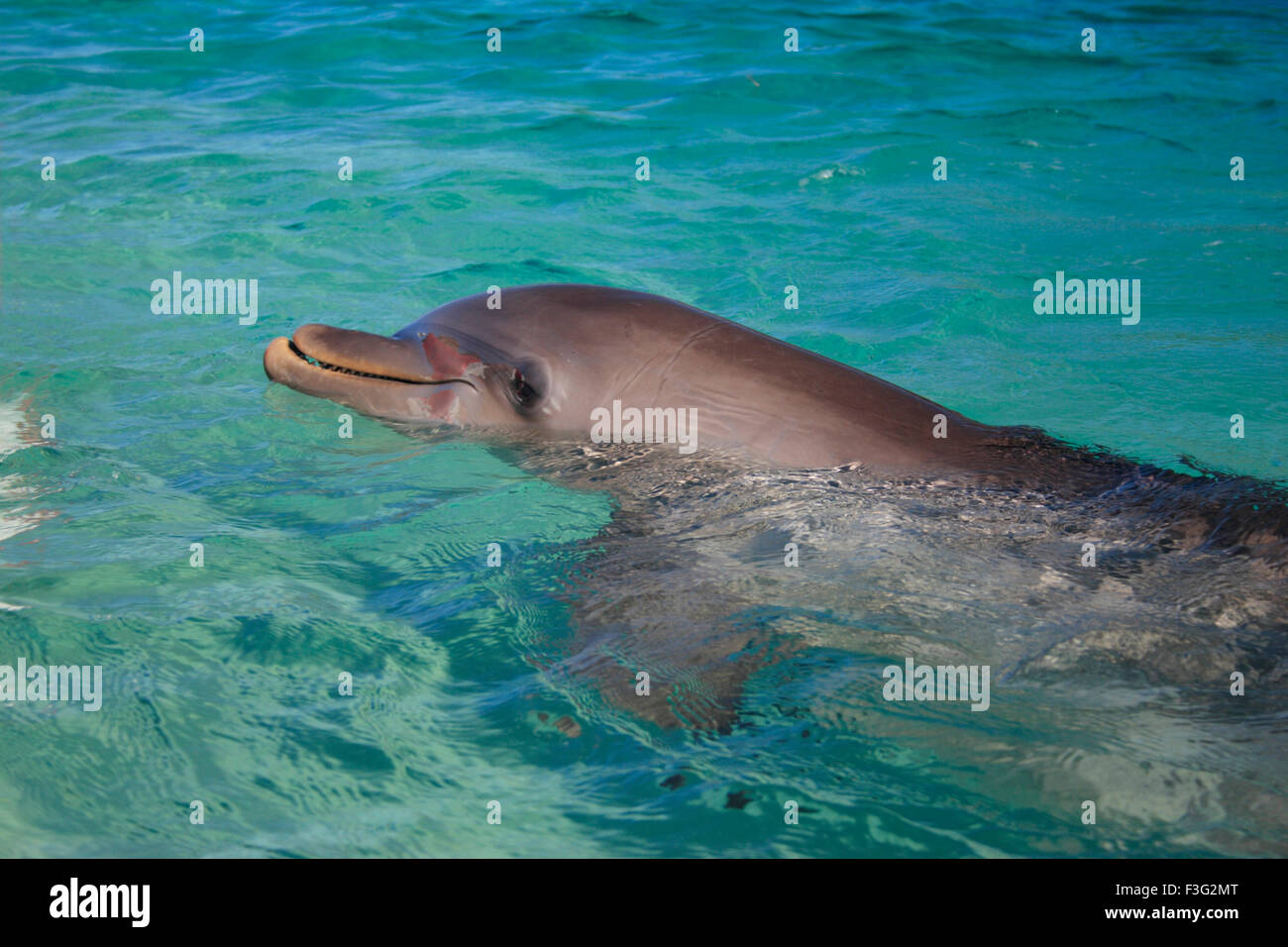 großer Tümmler Tursiops Truncatus Königreich Animalia Phylum Chordata Klasse Mammalia Ordnung Cetacea Delphinidae Stockfoto