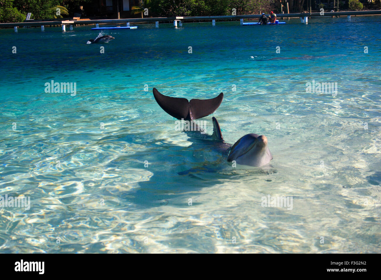 großer Tümmler Tursiops Truncatus Königreich Animalia Phylum Chordata Klasse Mammalia Ordnung CetaceaFmily Delphiuras Stockfoto