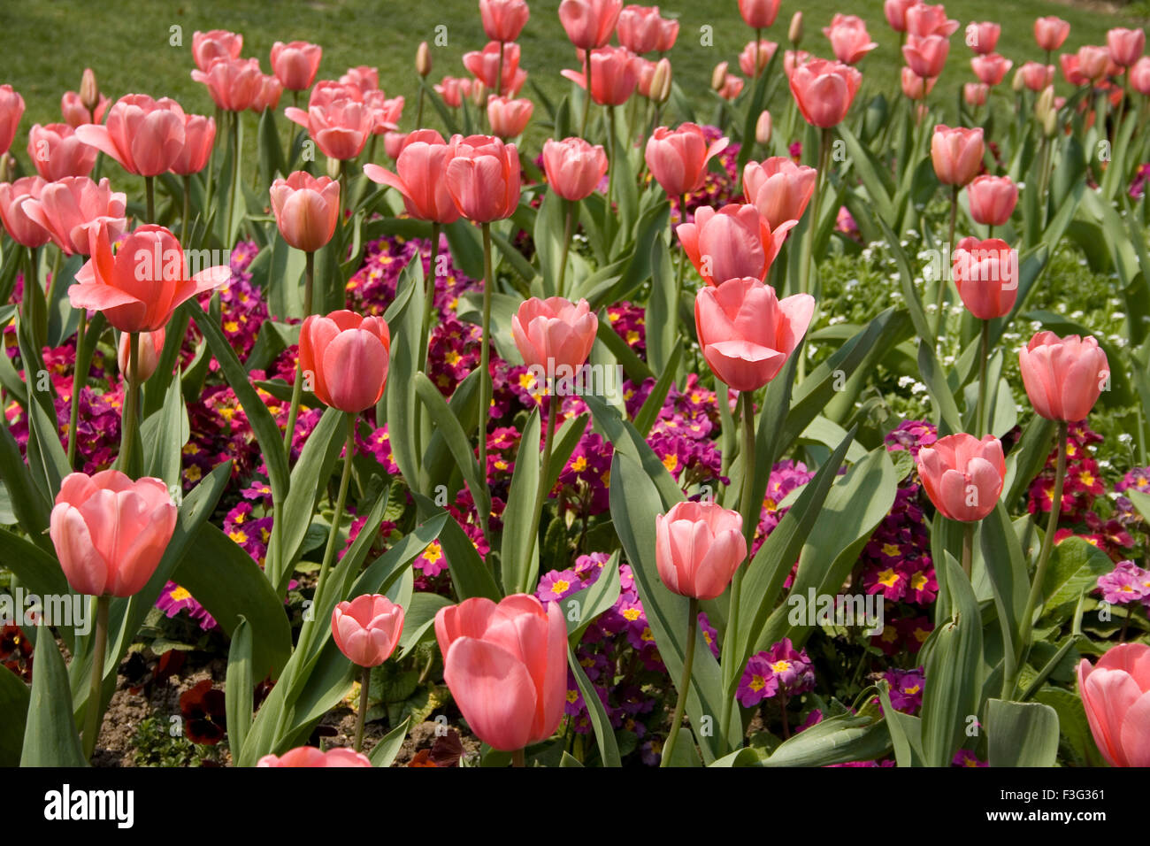 Rosa Tulpenblüten; der zentrale Jardin du Luxembourg; Jardin des Plantes; Paris; Frankreich; Europa Stockfoto