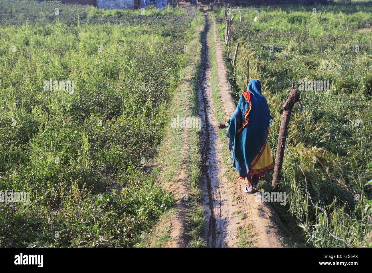 Alte Dame zu Fuß auf Weg in Weizenernte in Feld; Agra; Uttar Pradesh; Indien Stockfoto