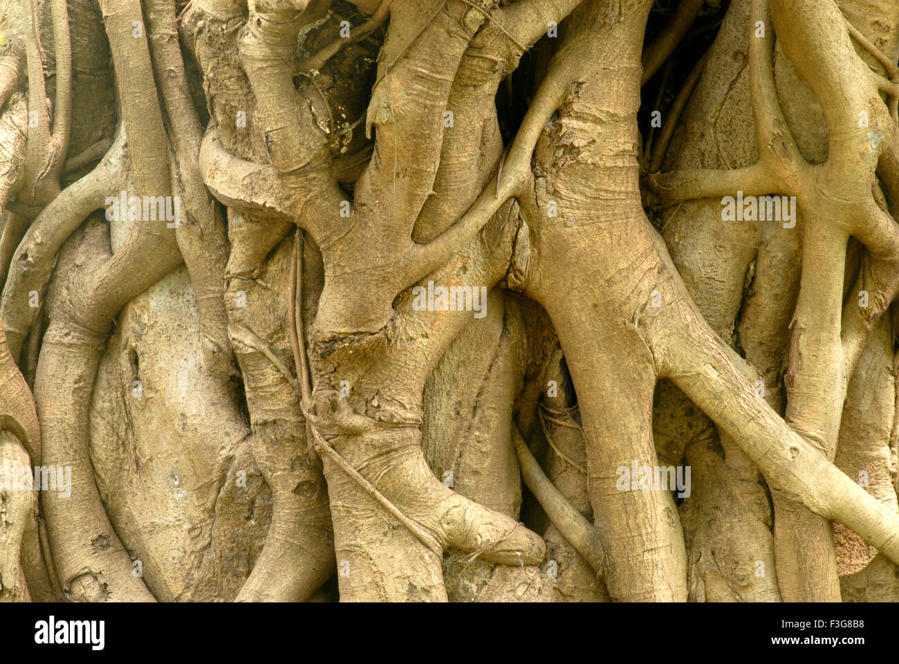 Fest der riesige Kofferraum des sehr alten Banyan-Baum-Form von absteigend Wurzeln indischen Feigen hautnah Stockfoto
