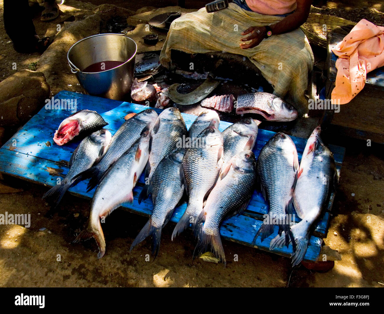 Fischer schneiden Fisch lokaler Name Katla in der Nähe von Arthur See am Bhandardara; Bezirk; Ahmadnagar; Maharashtra; Indien Stockfoto