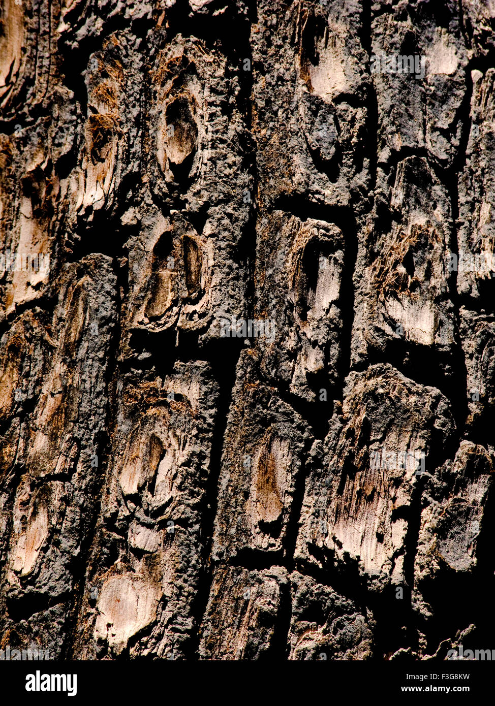Clouse, der Stamm des Baumes Ain Terminalia Tomentasa Stockfoto
