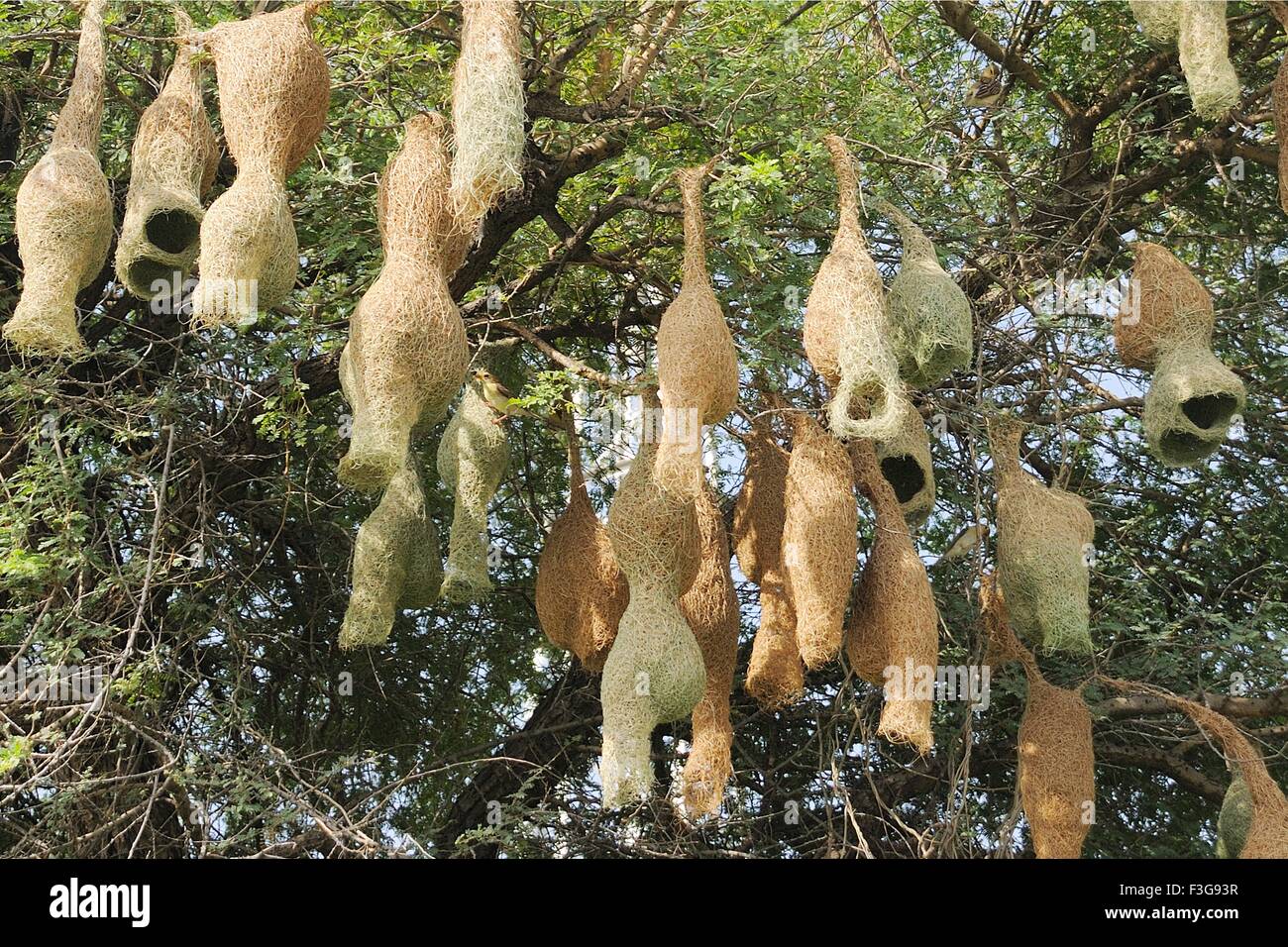 Baya weaver Vogelnester hängen am Baum, Jodhpur, Rajasthan, Indien Stockfoto
