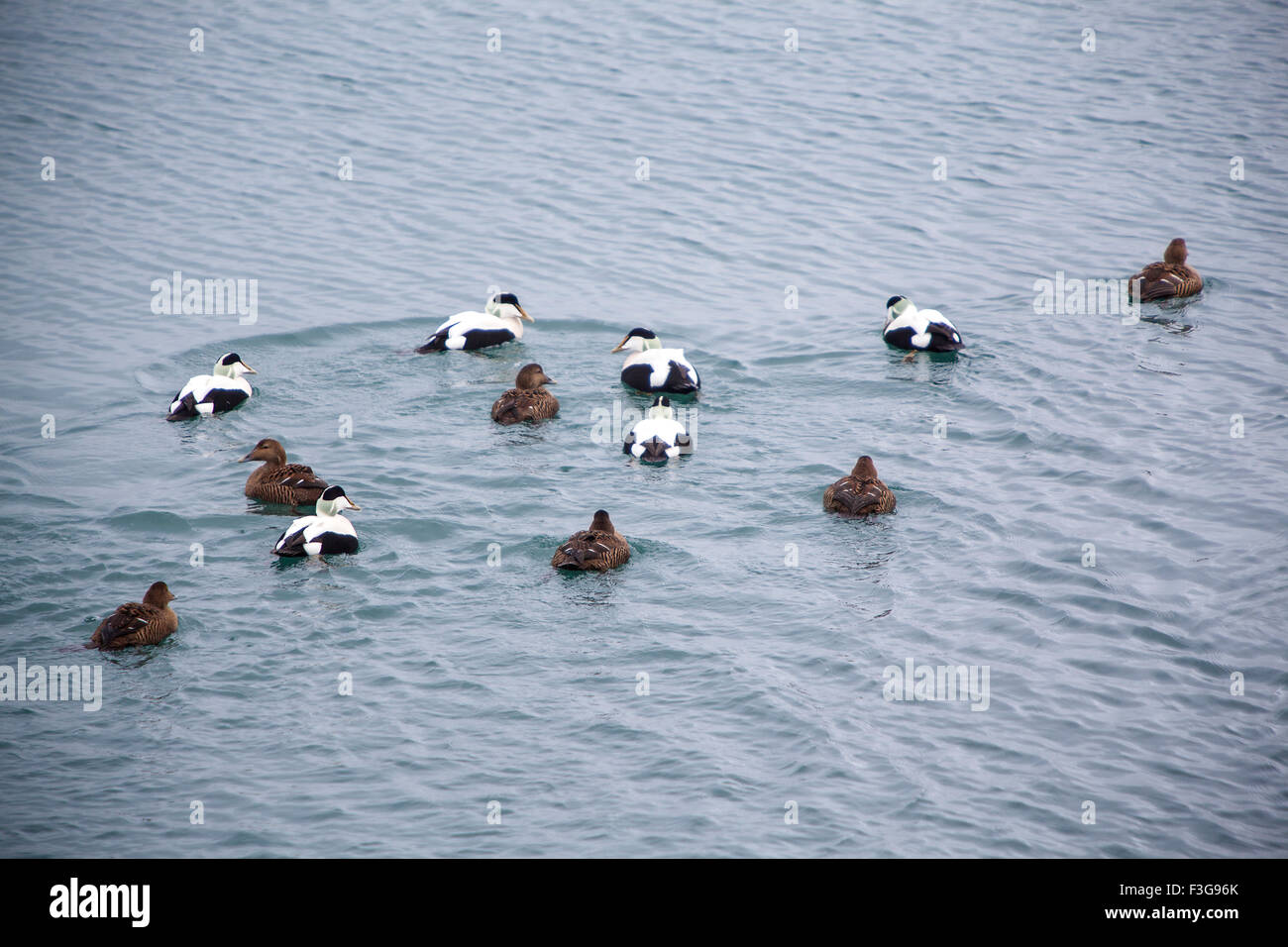 Verschiedene farbige Enten schwimmen auf dem See Stockfoto