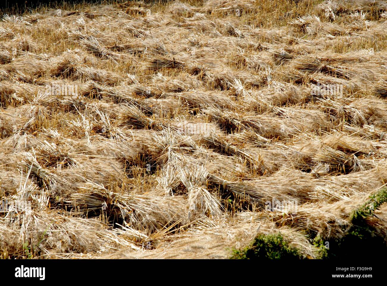 Weizenfeld; Uttarkashi; Uttaranchal; Uttarakhand; Indien; Asien Stockfoto