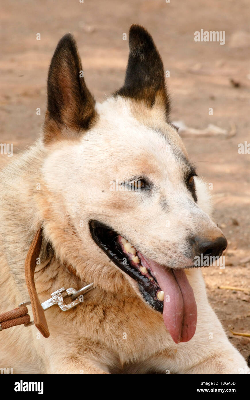 Leiter des Landes Hund hautnah; Jambhulwadi; Stift; Raigad Bezirk; Maharashtra; Indien Stockfoto