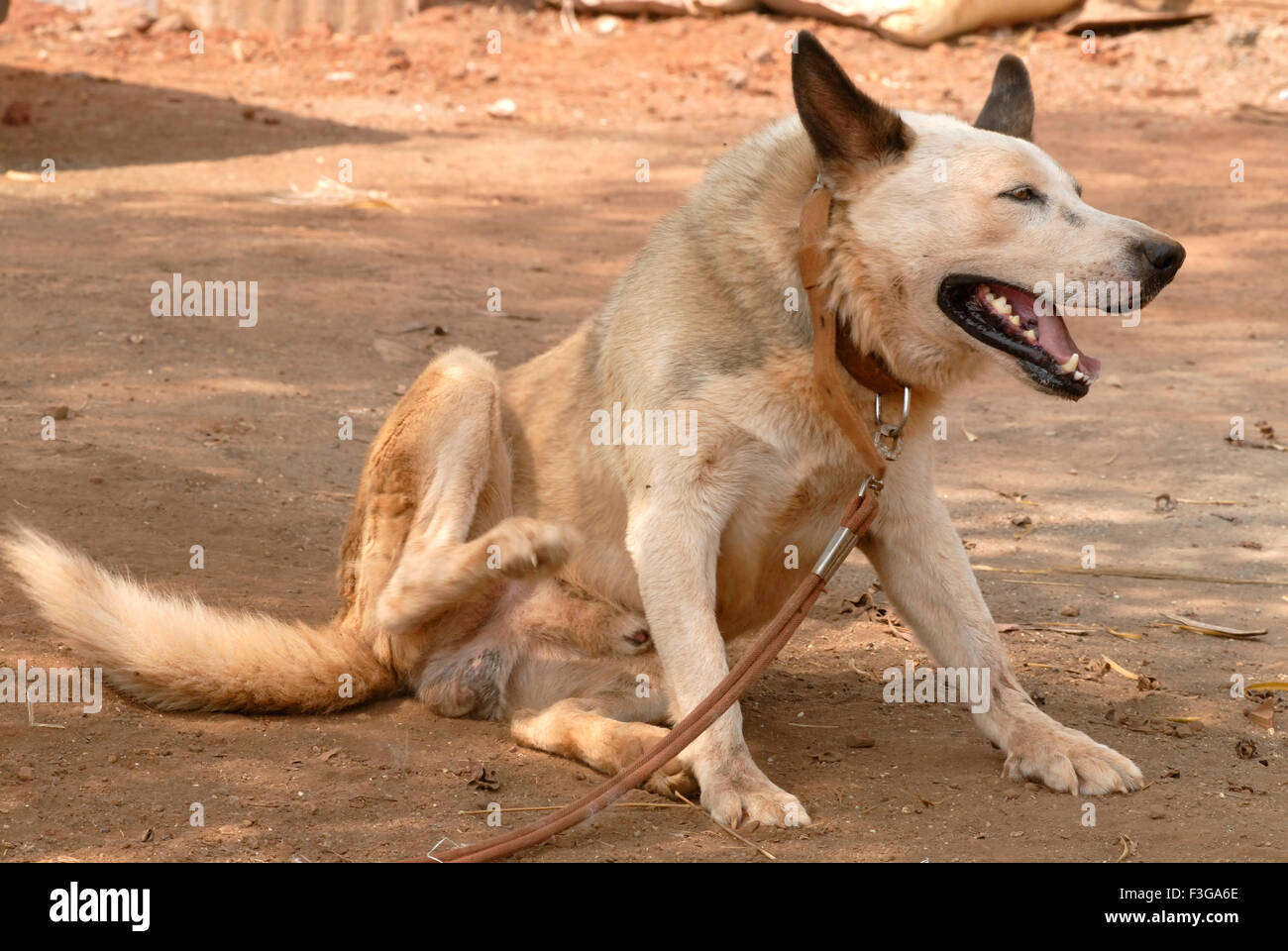 Land-Hund kratzt und mit Gürtel gebunden; Jambhulwadi; Stift; Raigad Bezirk; Maharashtra; Indien Stockfoto