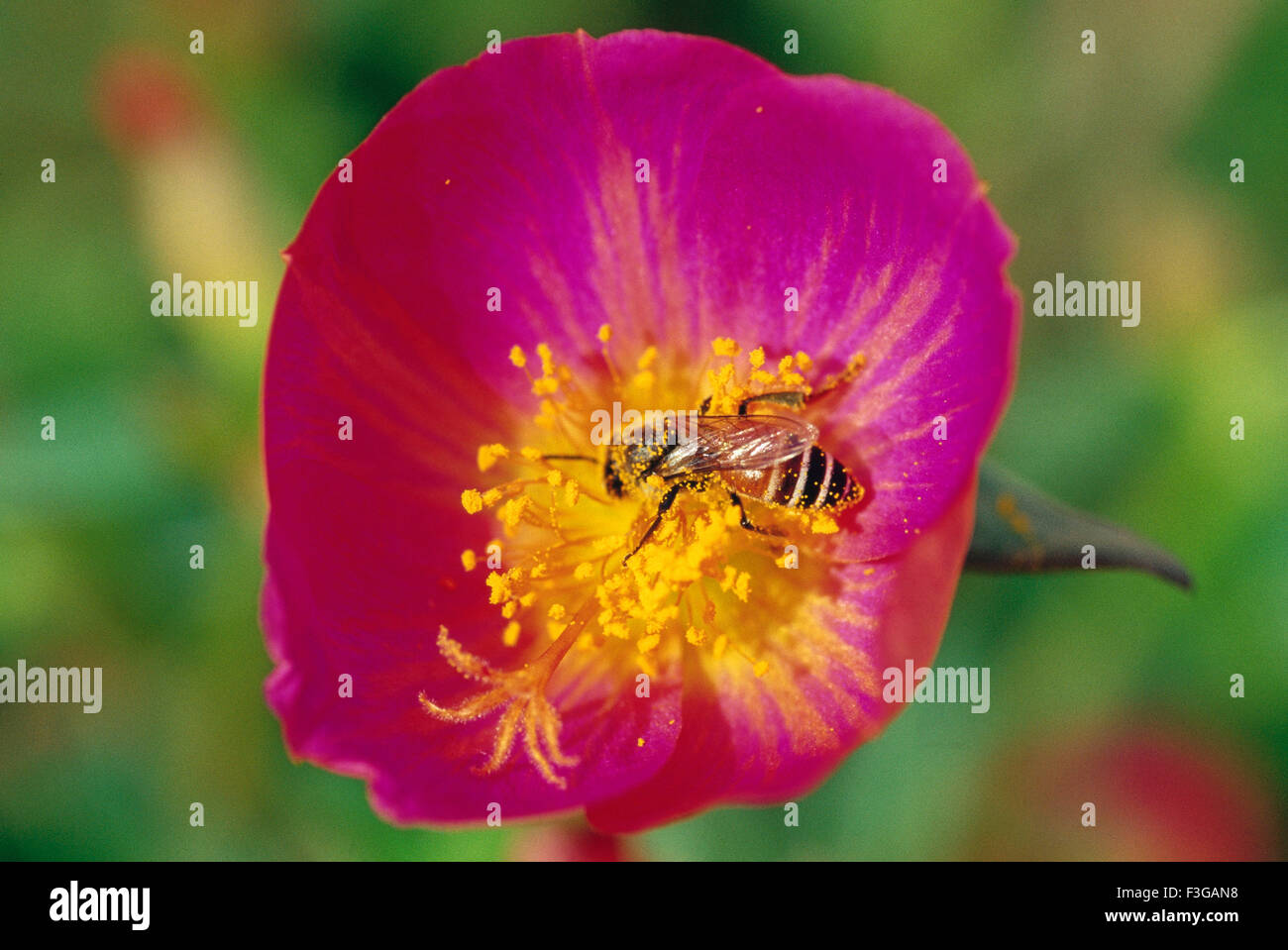 Insekten; Biene auf Blüte; Saputara; Gujarat; Indien Stockfoto