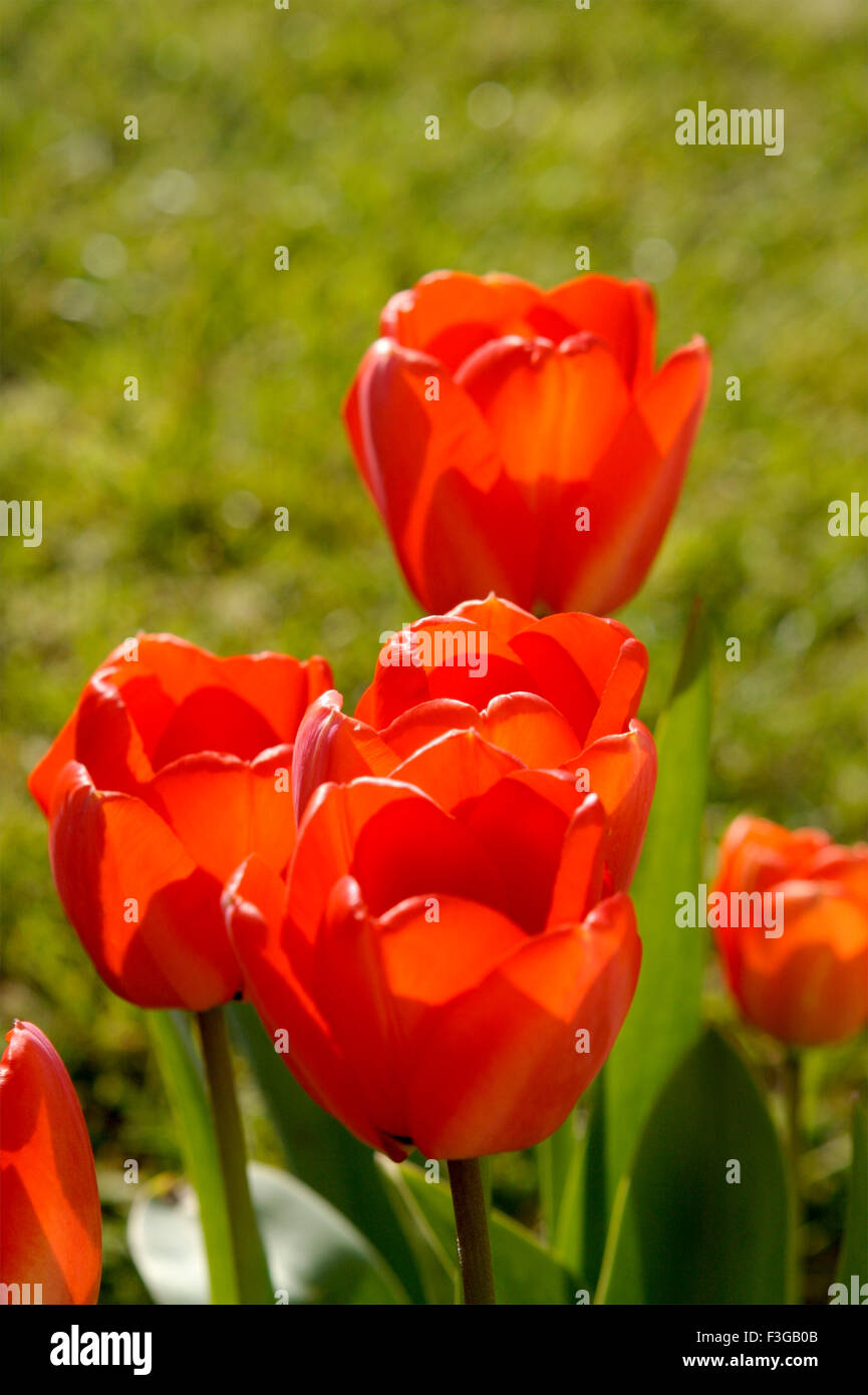 Rote Blumen; London; England; Vereinigtes Königreich; Vereinigtes Königreich Stockfoto