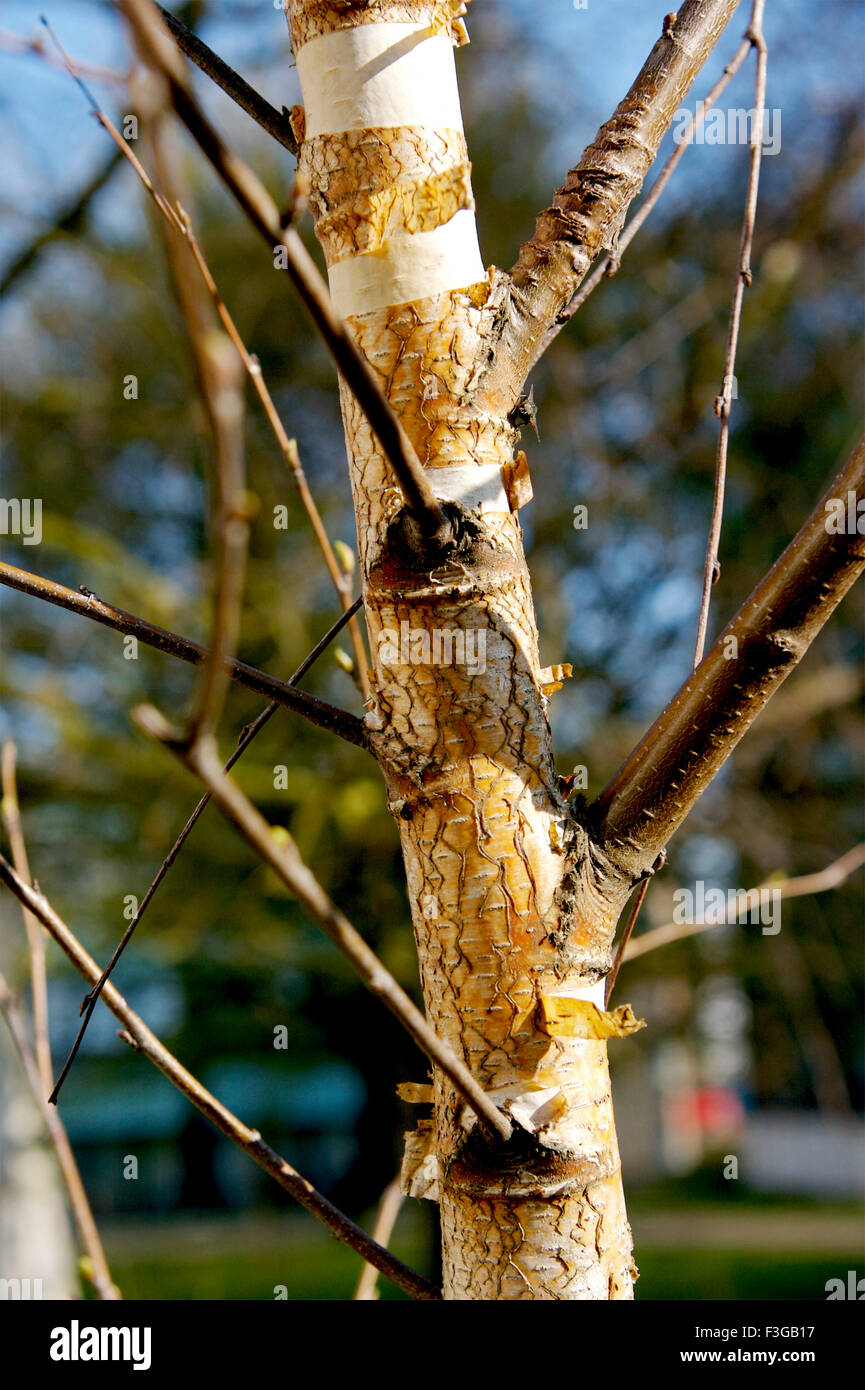Getrocknete Rinde eines Baumes; London; Großbritannien-Vereinigtes Königreich-England Stockfoto