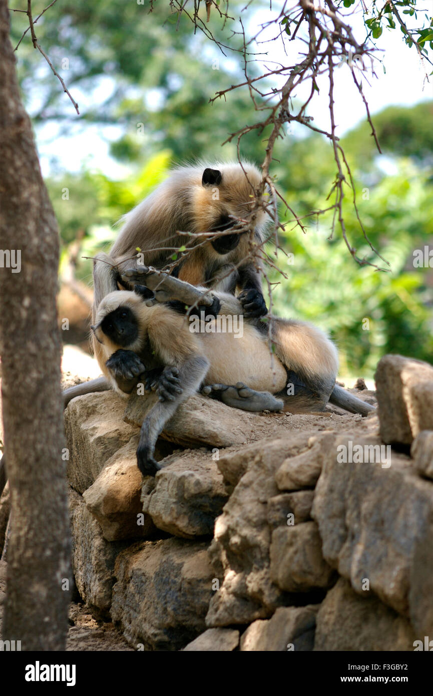 Schwarz konfrontiert Affe am Madhavpur Ghed; Porbandar; Gujarat; Indien Stockfoto