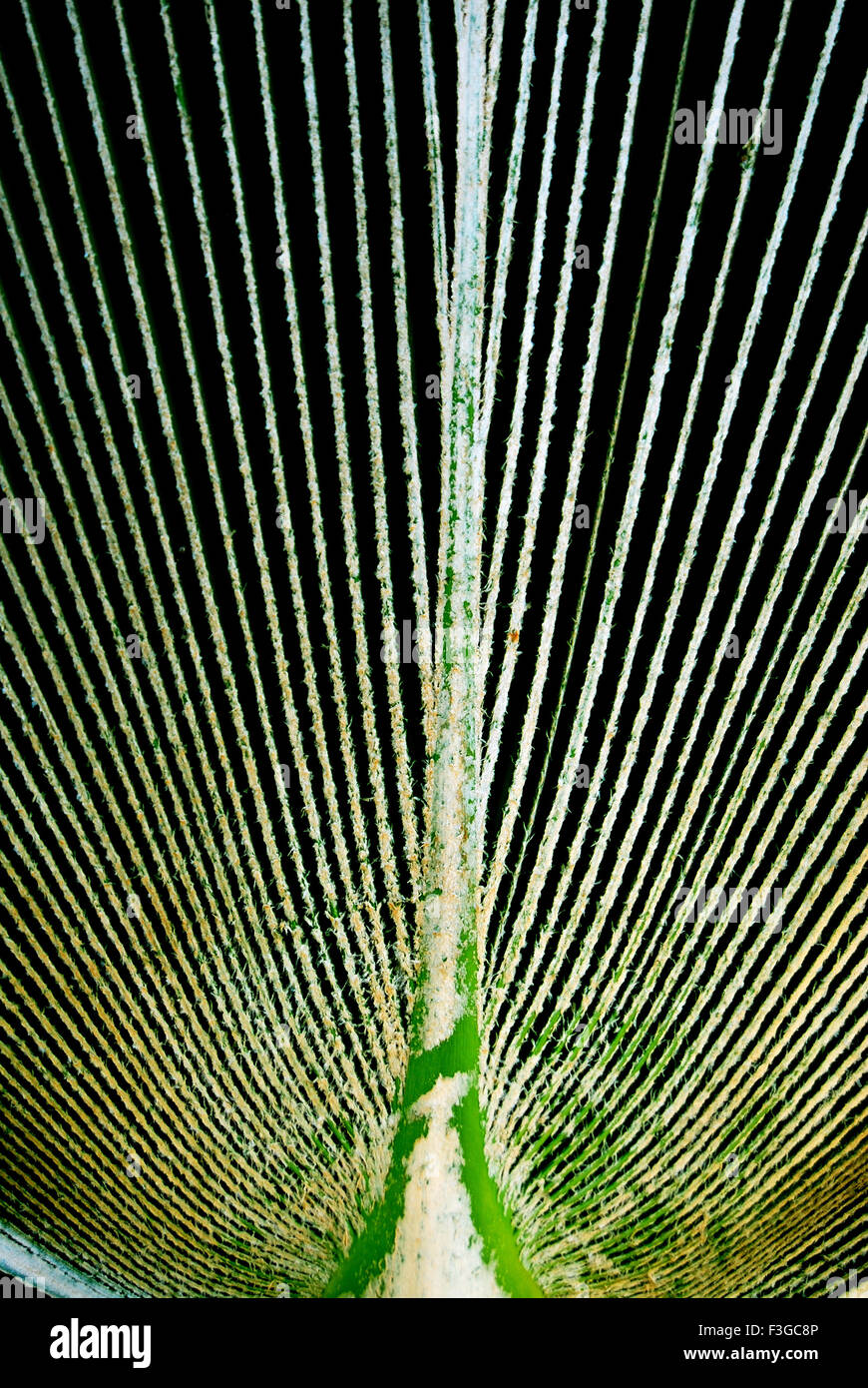 Muster des Royal Palm Tree lateinischen Namen Cilicica Kiefer verlässt Stockfoto