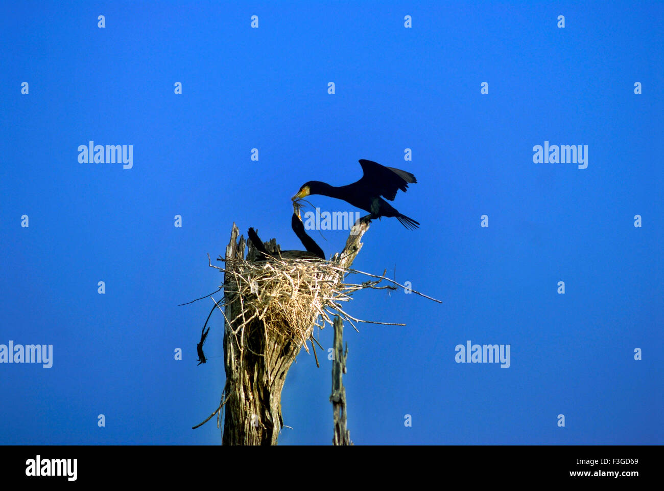 Bird; Kleinen Kormoran Phalcrocorax Niger Austausch von Zweig am Nest; Thekkady; Indien Stockfoto
