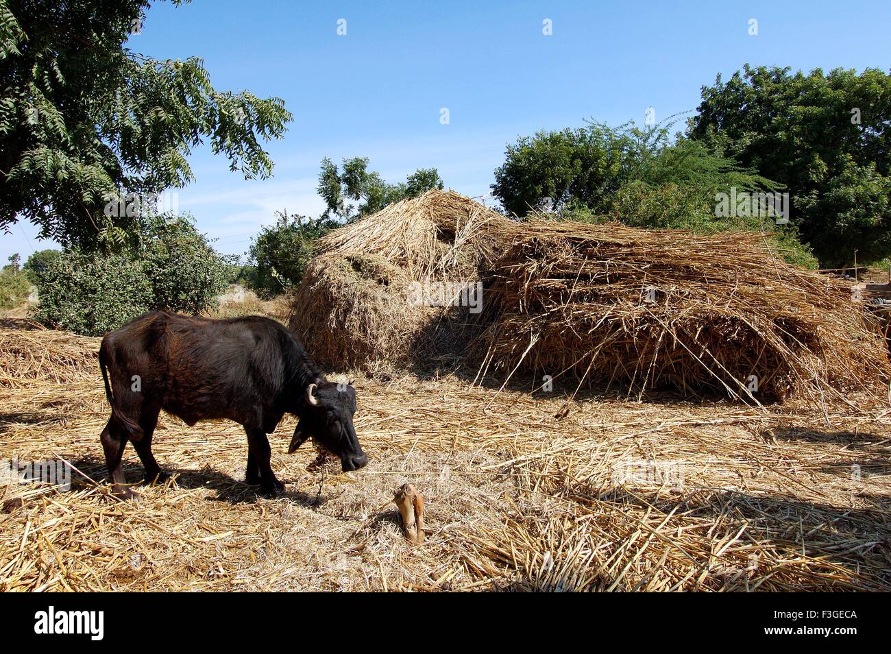 Allgemeine Bilder Dorf; Büffel und Haufen von Trockenrasen; Gujarat; Indien Stockfoto