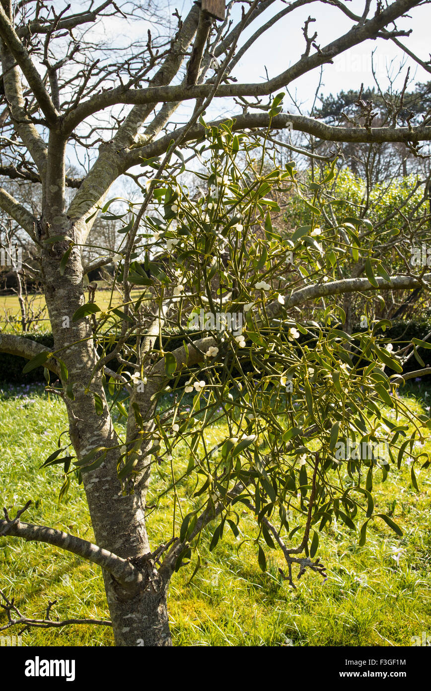 Mistel wächst auf einen jungen Apfelbaum in Wiltshire UK Stockfoto