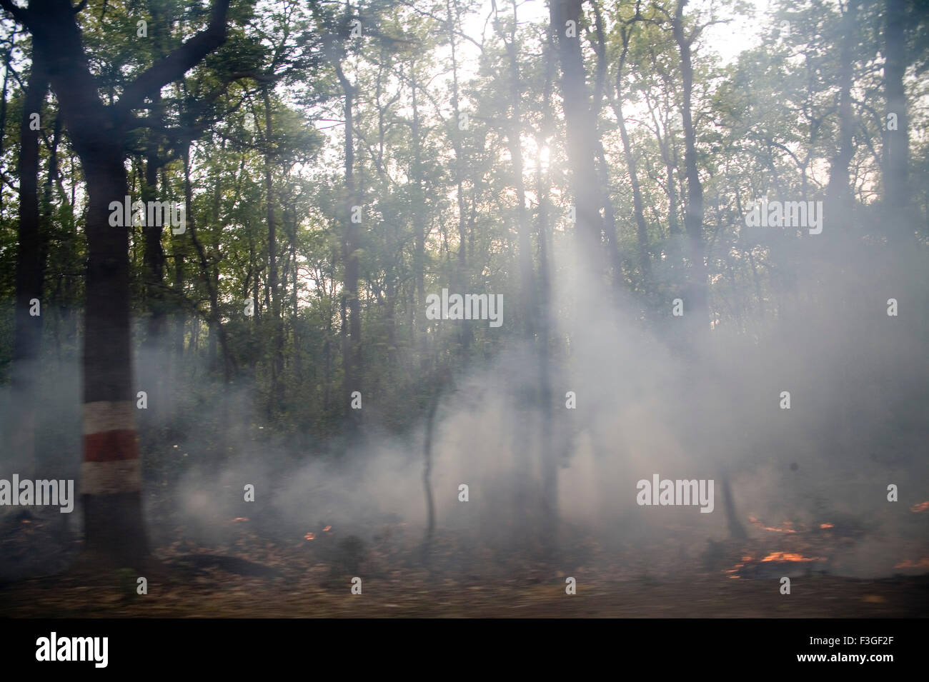 Waldfeuer; Uttaranchal; Uttarakhand, Indien, asien Stockfoto