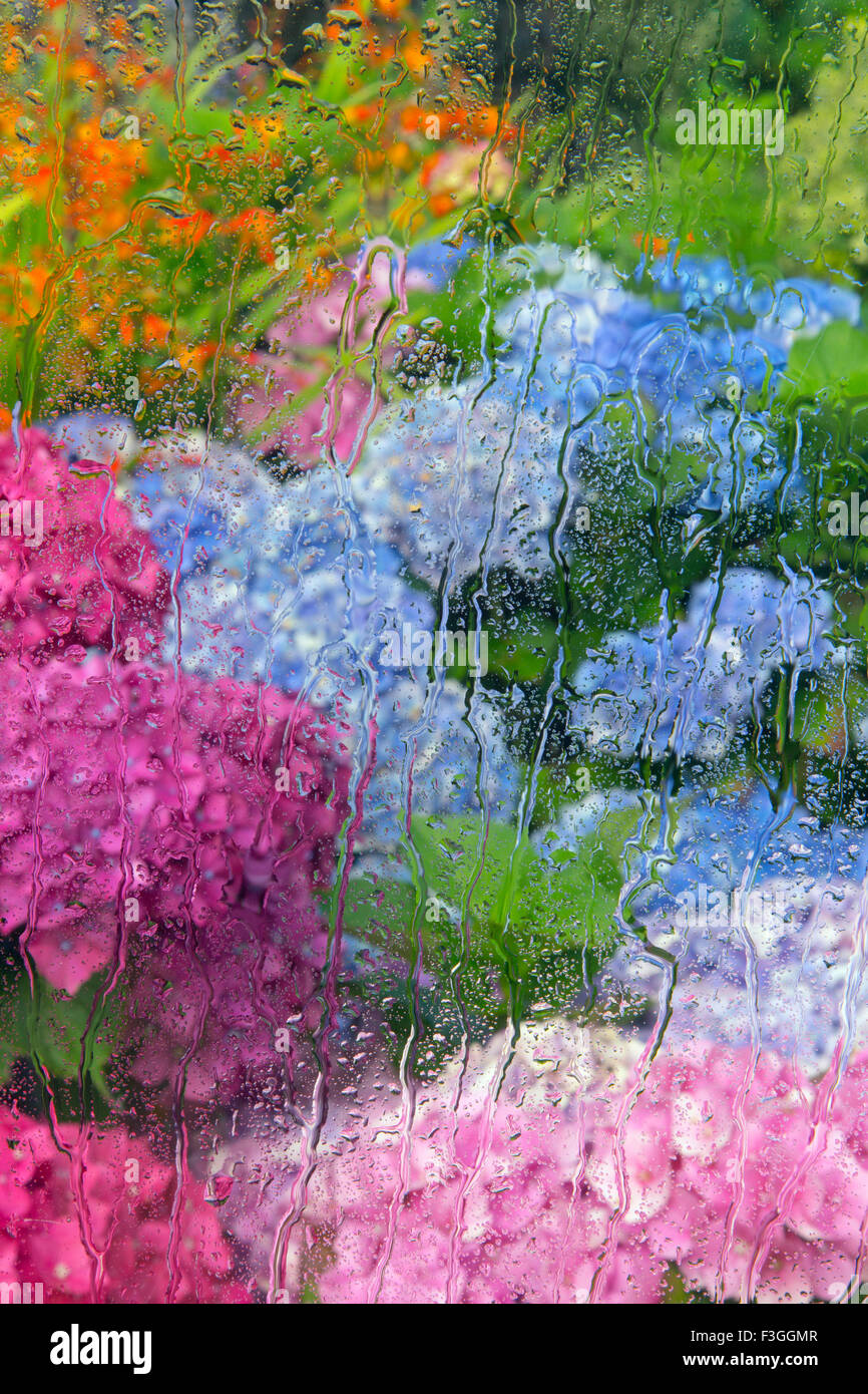 Regentropfen auf Glas mit Blick auf Garten Fensterrahmen mit Hortensien blühen Stockfoto