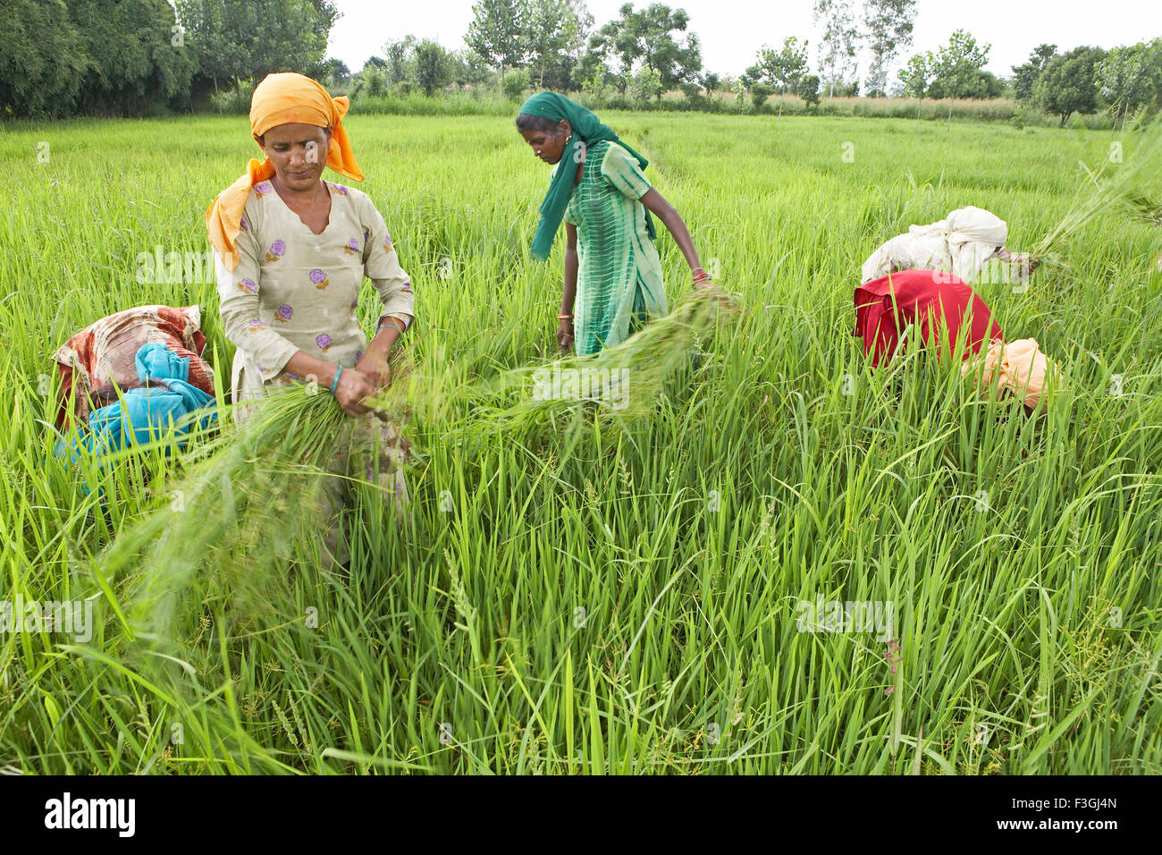 Frauen, die Reisfelder in einem Dorf in Uttaranchal Unkraut entfernen; Indien Stockfoto