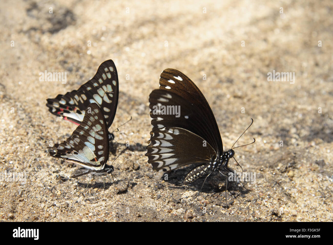 Insekten; Zwei Nawabs und eine Krähe; Mundantharai Wald; Tamil Nadu; Indien Stockfoto