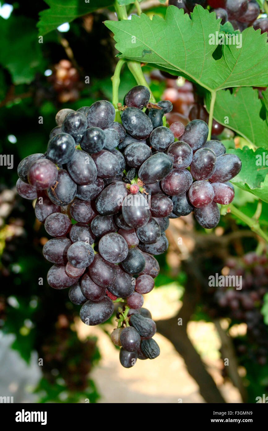 Früchte; Schwarze Trauben hängen in Farm am Tasgaon; Steinimitationen Sangli; Maharashtra; Indien Stockfoto