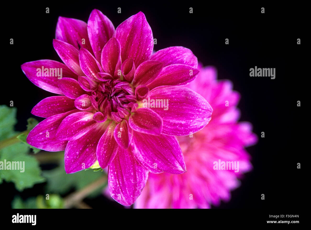 Rosa Blume Dahlie auf schwarzem Hintergrund; Jodhpur; Rajasthan; Indien Stockfoto