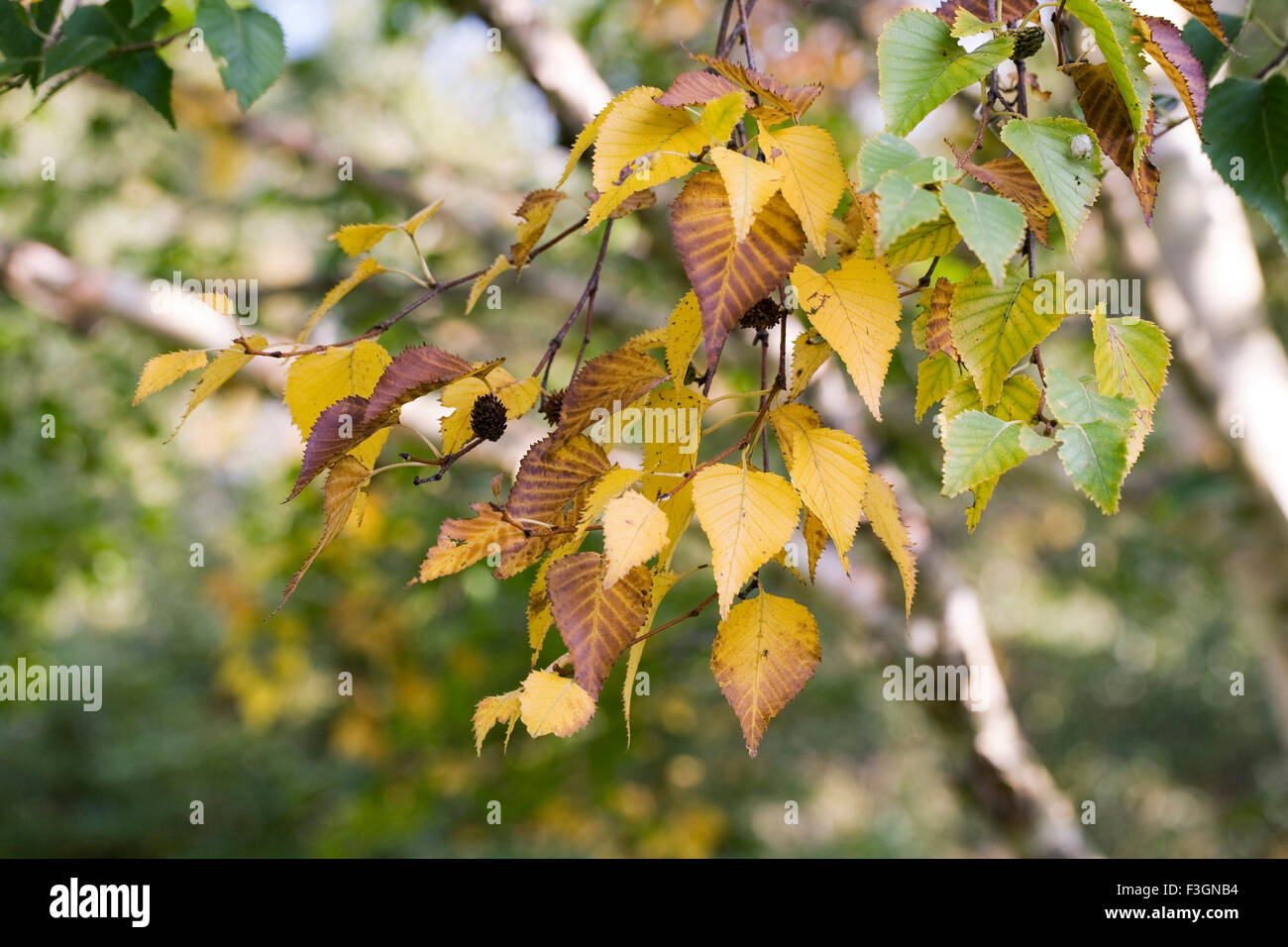 Betula Blätter im Herbst. Stockfoto
