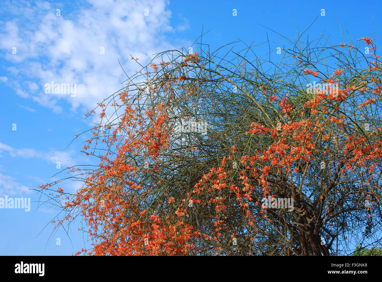 Am Caparis Dicedua Pflanze blühend; Jodhpur; Rajasthan; Indien Stockfoto