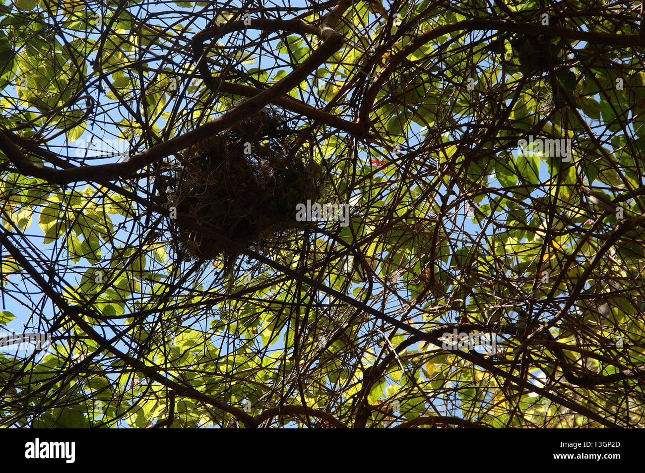 Nest auf Baum, Indien, Asien Stockfoto
