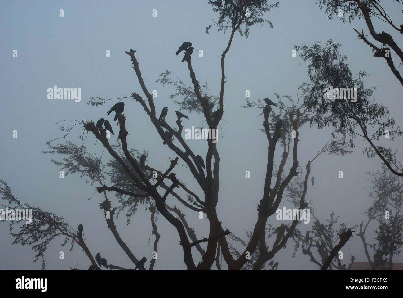 Vögel auf Baum im nebligen Morgen; Ladnun; Rajasthan; Indien Stockfoto