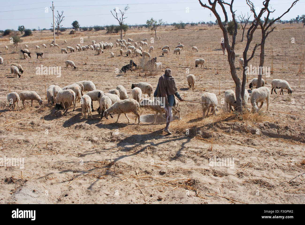 Hirten Schafe weiden beteiligt zu betrachten; Ladnun; Rajasthan; Indien Stockfoto