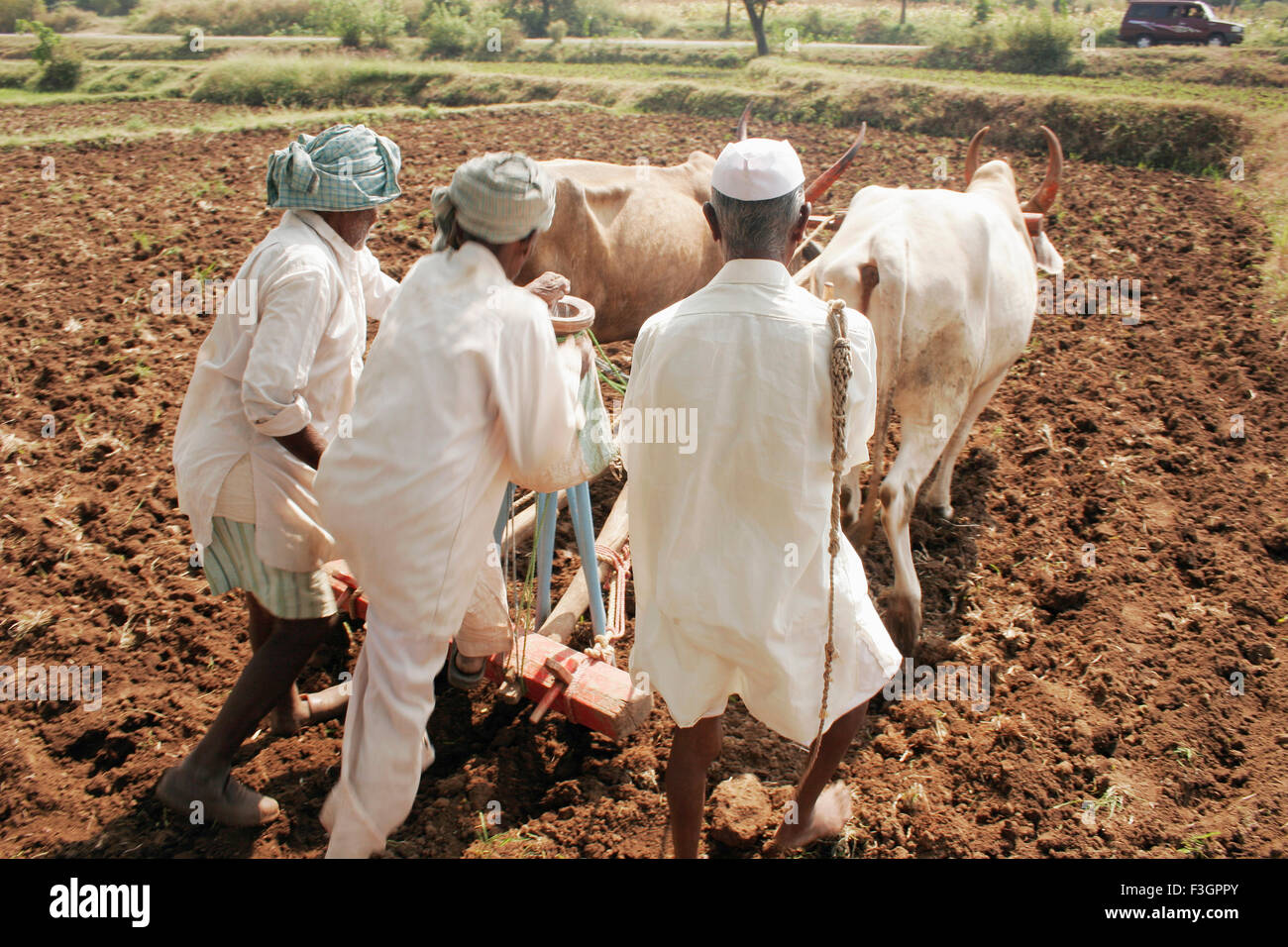 Maharashtrian Bauern zusammen Pflügen landwirtschaftliche Gebiet; Dhom Damm; Wai; Maharashtra; Indien Stockfoto