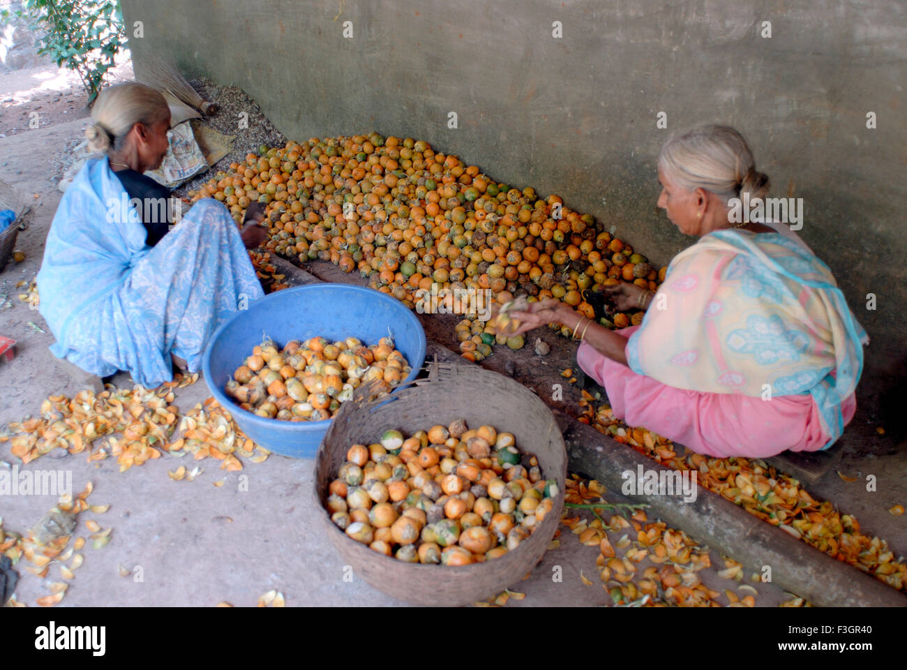 Alte Frauen arbeiten auf Trennung der Betelnüsse an Harihareshvar; Taluka Shreevardhan; Bezirk Ratnagiri; Maharashtra Stockfoto