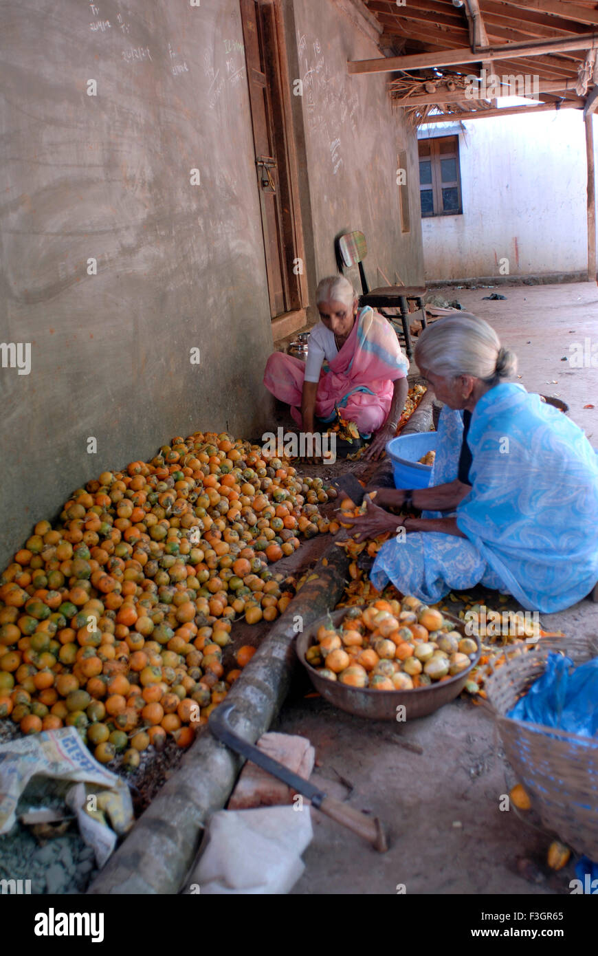 Alte Frauen arbeiten auf Trennung der Betelnüsse an Harihareshvar; Taluka Shreevardhan; Bezirk Raigadh; Maharashtra; Indien Stockfoto