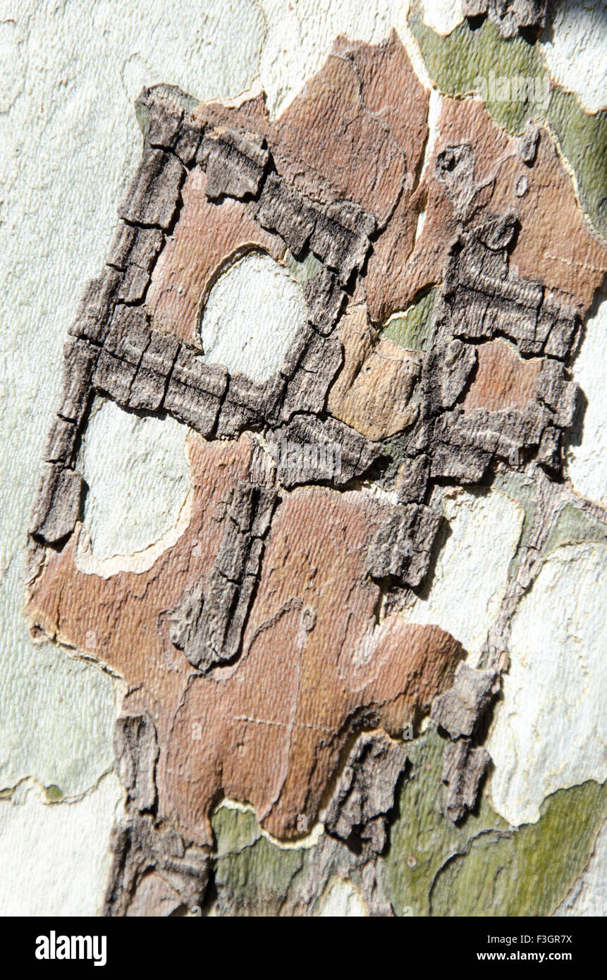 Baumschmuck Muster mit braunen und grünen Farben Stockfoto