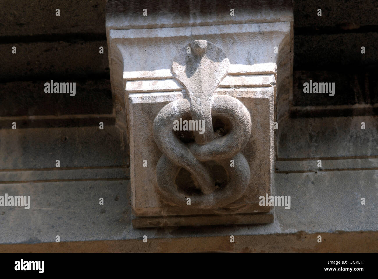 Spectacled Cobra Schlange geschnitzt in Stein am Laxmi Narsihapur Tempel; Taluka Indapur; District Pune; Maharashtra; Indien Stockfoto