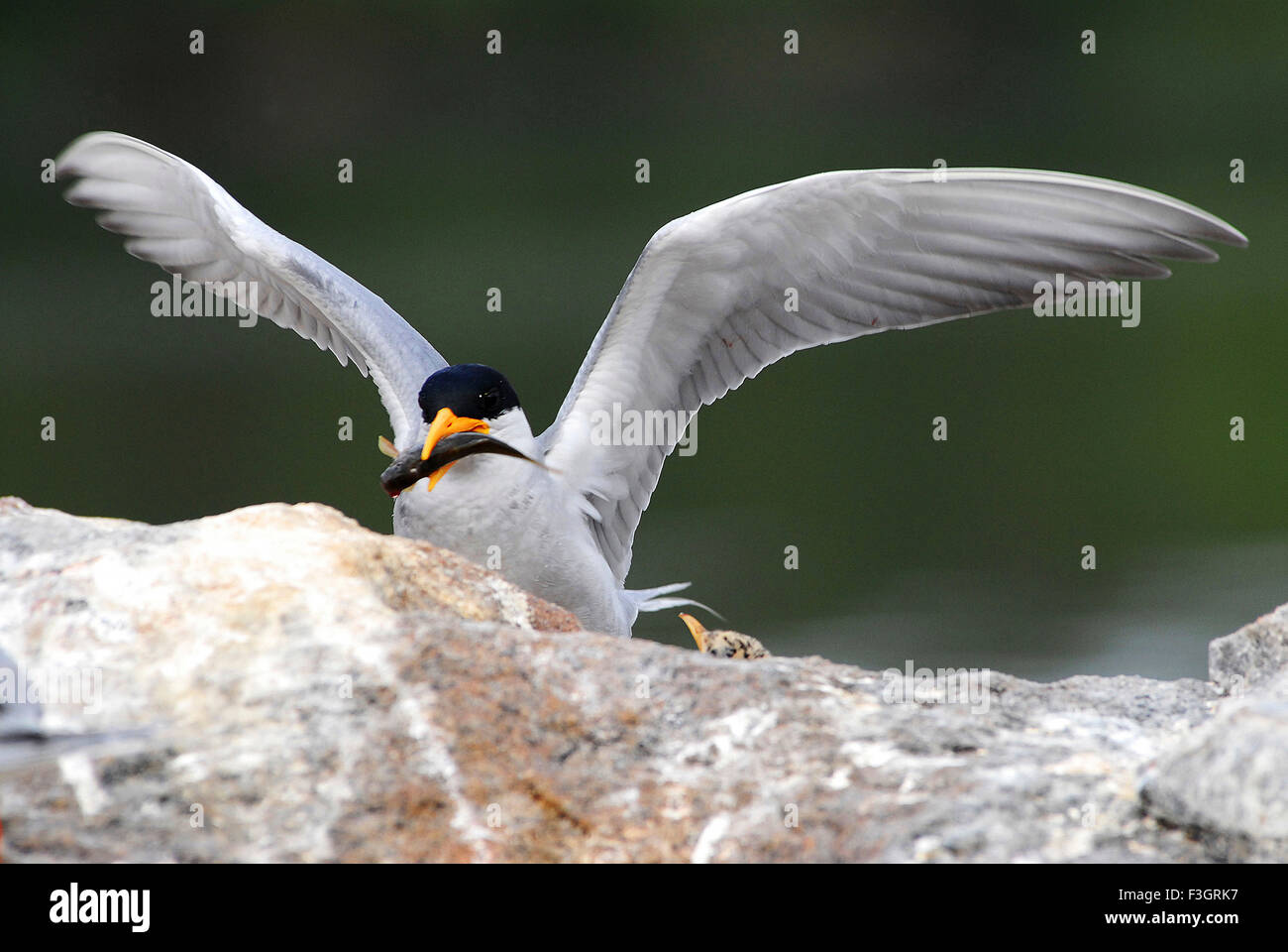 Vogel, Flussseeschwalbe mit Futter auf Felsen sitzend, Sterna aurantia, Ranathitoo Bird Sanctuary, Ranathittu, Mandya, Mysore, Karnataka, Indien, Asien, Stockfoto