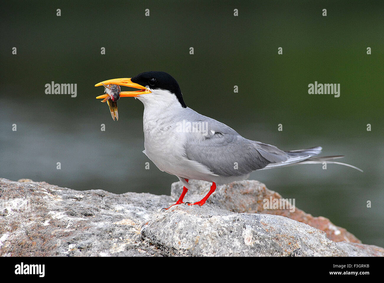 Vogel, Flussseeschwalbe mit Futter auf Felsen sitzend, Sterna aurantia, Ranathitoo Bird Sanctuary, Ranathittu, Mandya, Mysore, Karnataka, Indien, Asien, Stockfoto