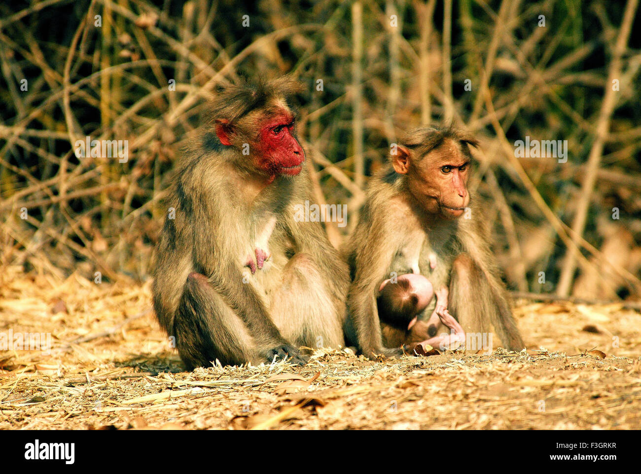 Motorhaube Monkey Macaca Radiata besonderes Specie mit roten Gesicht in Bandipur gefunden; Karnataka; Indien Stockfoto