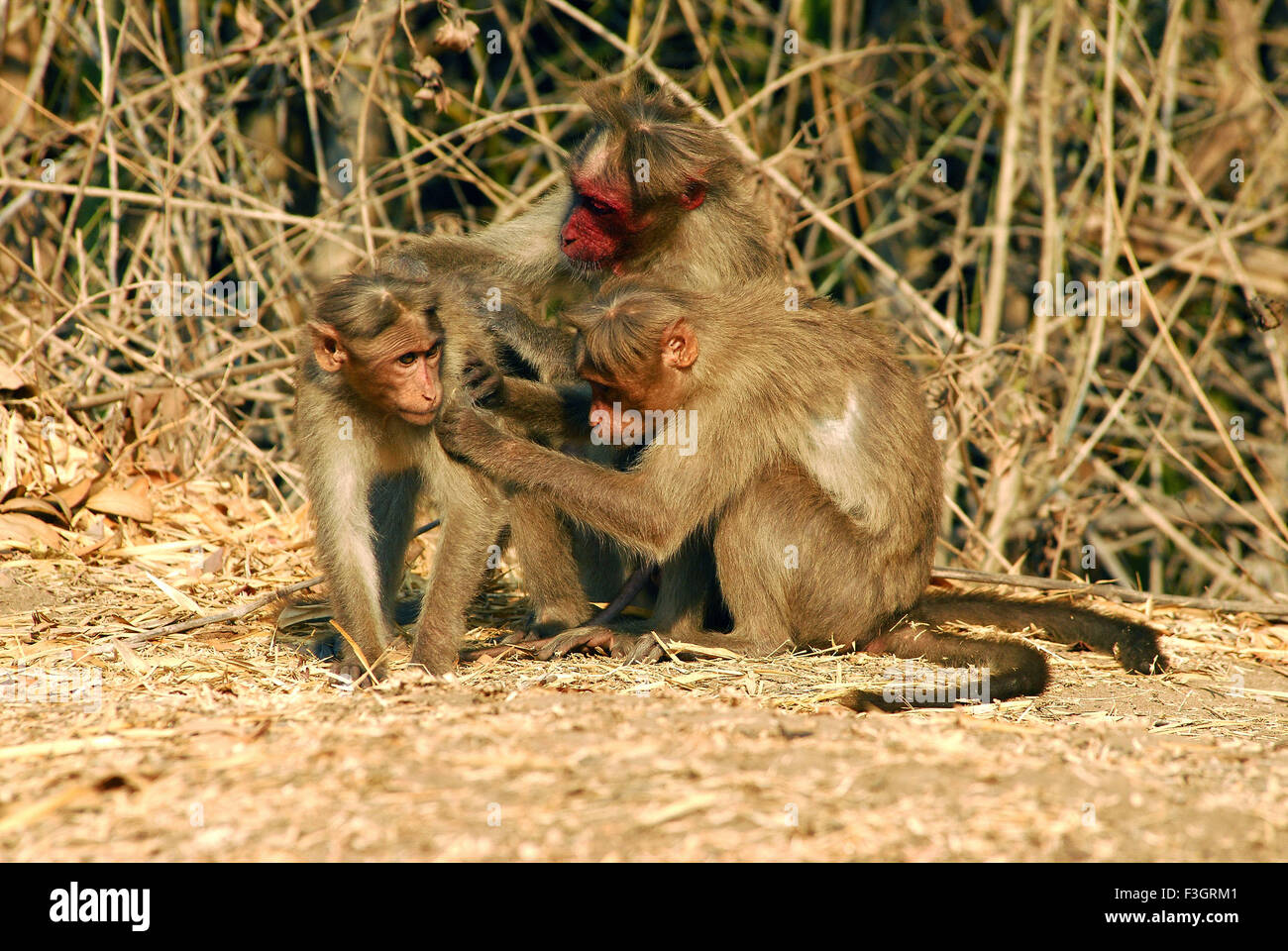 Motorhaube Monkey Macaca Radiata besonderes Specie mit roten Gesicht in Bandipur gefunden; Karnataka; Indien Stockfoto