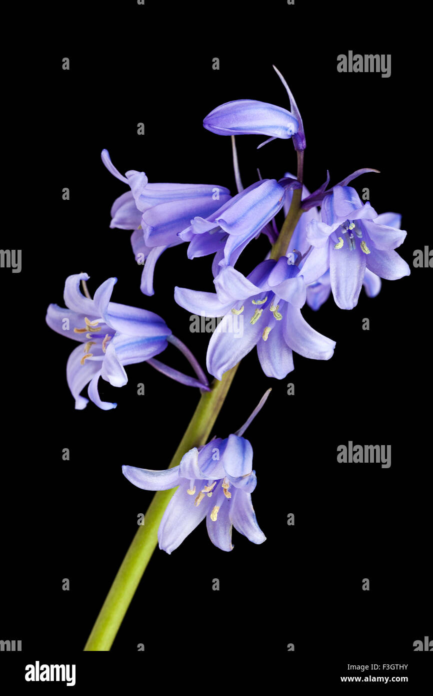 Spanische Bluebell Blume auf schwarzem Hintergrund Stockfoto