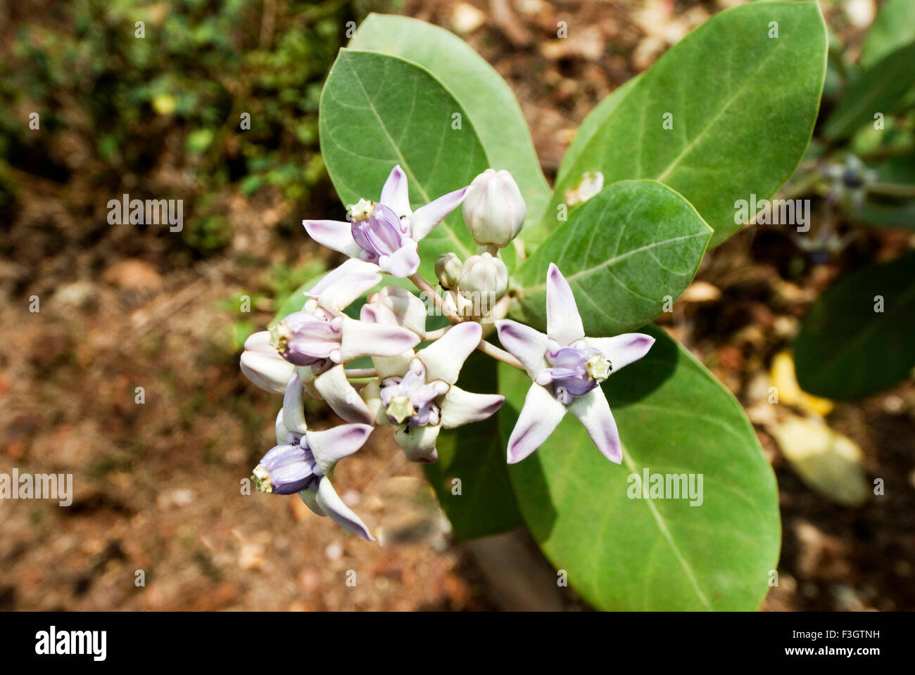 Blumen lokaler Name Rui; Asclepiadaceae Calotropis Procera; Bezirk Sindhudurga; Maharashtra; Indien Stockfoto