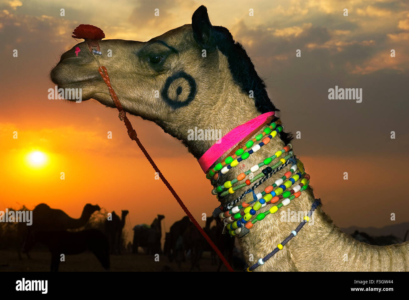Geschmückten Kamel gegen die bunten Farben der untergehende Sonne; Pushkar Viehmarkt; Pushkar; Rajasthan; Indien Stockfoto