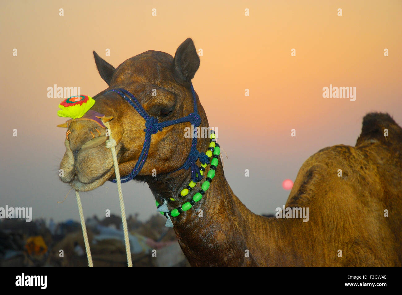 Kamel gegen empfindliche Farben der untergehende Sonne an Vieh Pushkar fair; Pushkar; Rajasthan; Indien Stockfoto