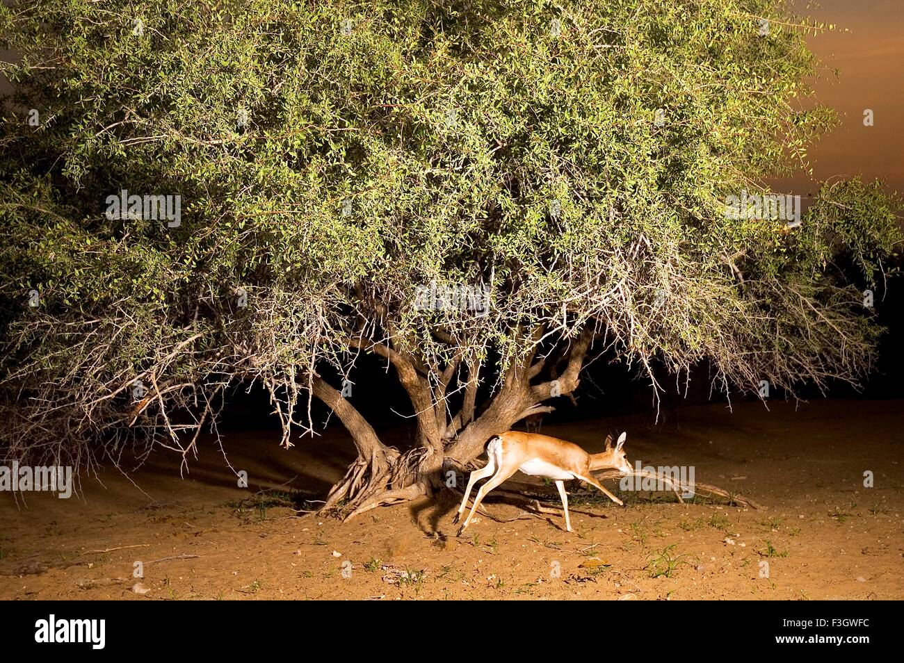 Indische Gazelle oder Chinkara Hirsch von Bishnoi Gemeinschaft des Dorfes Jajiwal in der Nähe von Jodhpur Rajasthan Indien betreut Stockfoto