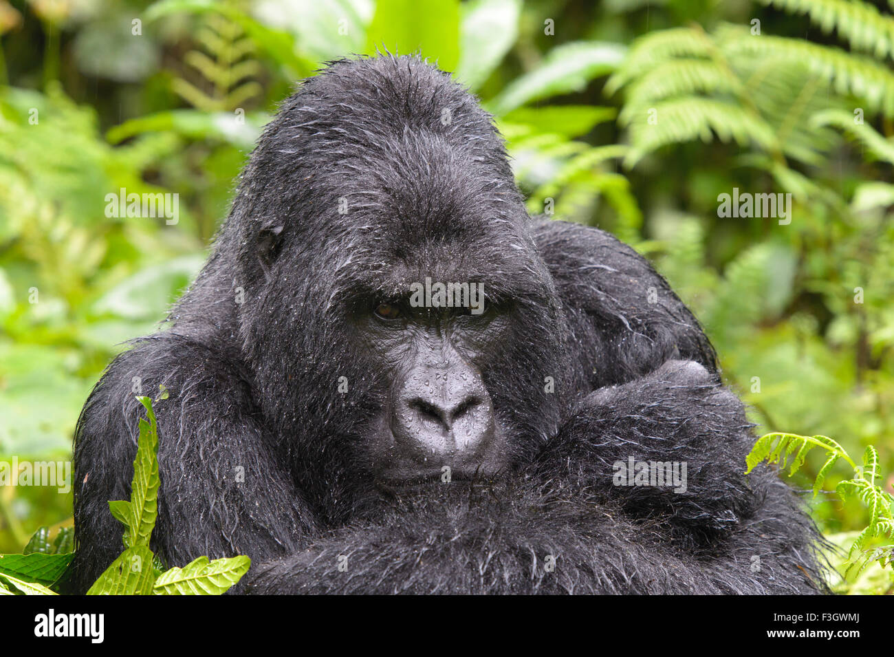 Berg Gorillas (Gorilla Gorilla Beringei) große Silberrücken Männlich